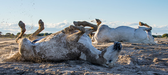 The white horse rolls in sand and dust. White camargue horses on his habitat Parc Regional de Camargue - Provence, France