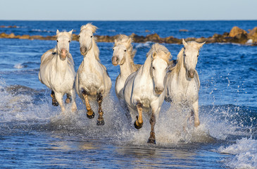 White Camargue horses galloping on the blue water of the sea with splashes and foam. France.