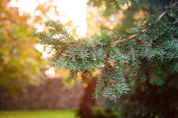 pine berries autumn