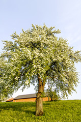 Birnbaum in Blüte, Österreich, NIederösterreich, Mostviertel