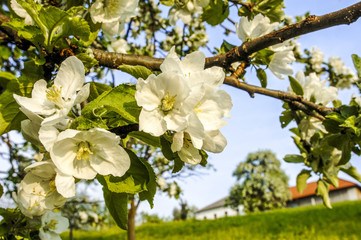 Apfelbaum in Blüte, Österreich, NIederösterreich, Mostviertel