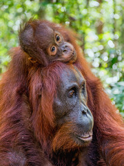 On a mum`s back. Cub of orangutan on mother's back in green rainforest. Natural habitat. Bornean orangutan (Pongo pygmaeus wurmbii) in the wild nature. Tropical Rainforest of Borneo Island. Indonesia