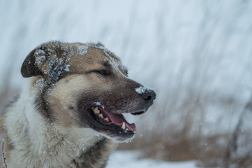 dog in the snow on a winter day