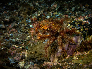disguised crab on shell
