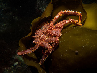 young king crab on kelp