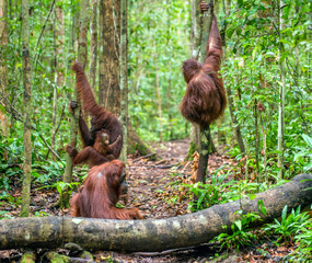 On a mum`s back. Cub of orangutan on mother's back in green rainforest. Natural habitat. Bornean orangutan (Pongo pygmaeus wurmbii) in the wild nature. Tropical Rainforest of Borneo Island. Indonesia © Uryadnikov Sergey
