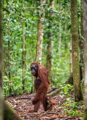 Orangutans with cub. Central Bornean orangutan ( Pongo pygmaeus wurmbii ) in natural habitat. Wild nature in Tropical Rainforest of Borneo. Indonesia
