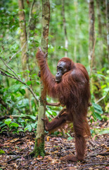 On a mum`s back. Cub of orangutan on mother's back in green rainforest. Natural habitat. Bornean orangutan (Pongo pygmaeus wurmbii) in the wild nature. Tropical Rainforest of Borneo Island. Indonesia