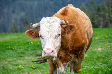 Naklejka na ściany i meble Portrait of cow on a mountain pasture
