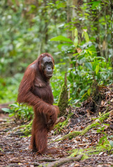 Bornean orangutan in the wild nature. Central Bornean orangutan ( Pongo pygmaeus wurmbii ) in natural habitat. Tropical Rainforest of Borneo.Indonesia © Uryadnikov Sergey