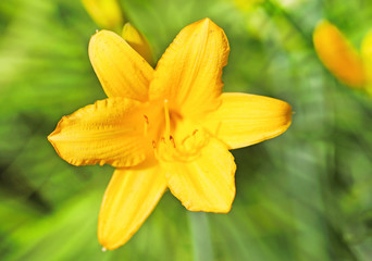 Beautiful yellow lilies photographed close up on blurred background