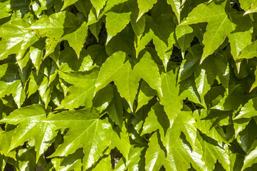 Fototapeta na wymiar Grüne Blätter