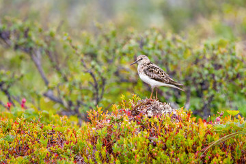 Fototapeta premium sandpiper sparrow resting on a hill on a background of blooming spring northern nature