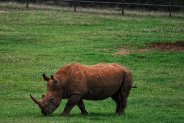 rhinoceros in the wild
