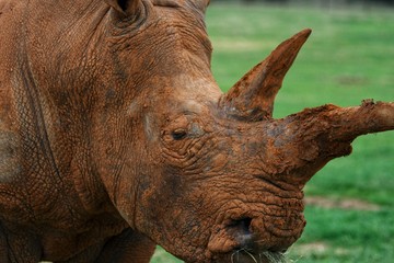 Obraz premium rhinoceros in zoo