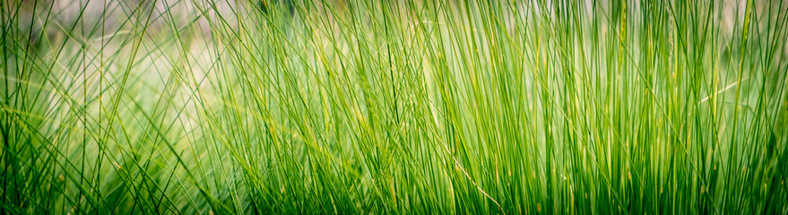 Close up Green grass background