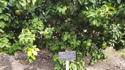 young plants in the garden