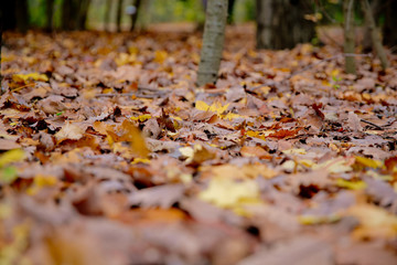 Background of colorful autumn leaves on forest floor . Abstract autumn leaves in autumn suitable as background . Autumn leaves on a meadow . Yellow leaves on the floor .