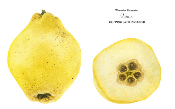 Fresh yellow quince fruit and half-fruit, watercolor illustration with clipping path