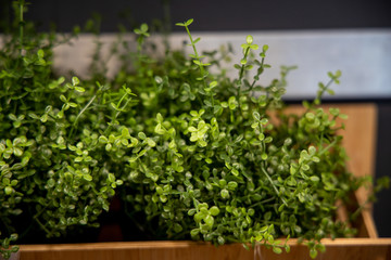 Fresh flowers in clay pots on wooden summer terrace