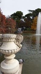 two pigeons on a white bowl against the background of a pond and autumn park