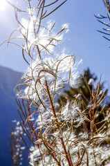Pirin Nationalpark, Waldweidenr&ouml;schen, Samenflug, Bulgarien, Pi