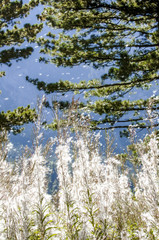 Pirin Nationalpark, Waldweidenröschen, Samenflug, Bulgarien, Pi
