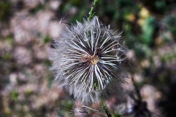 details of a  ripe fruits of dandelion flower in spring on a meadow in Italy.