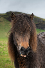 portrait of a funny icelandic horse