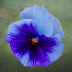 Naklejka premium Pretty Pansy