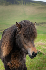 Fototapeta premium brown icelandic horse