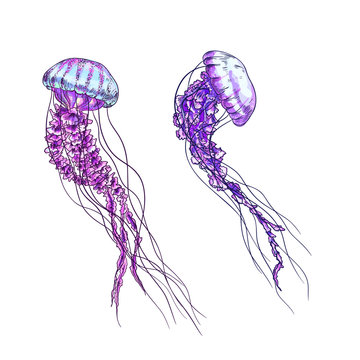Two jellyfish, purple and pink tints, full color