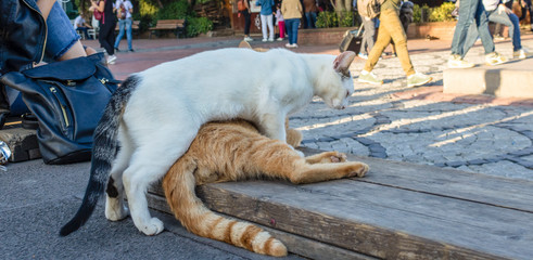 Yellow and white cats are playing. People sitting in the background blurring.