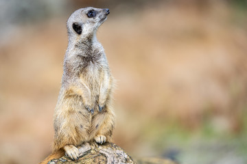 Naklejka na ściany i meble The meerkat, Suricata suricatta or suricate is a small carnivoran in the mongoose family. It is the only member of the genus Suricata