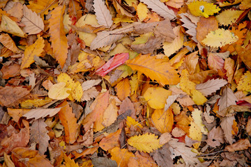 Background of colorful autumn leaves on forest floor . Abstract autumn leaves in autumn suitable as background . Autumn leaves on a meadow . Yellow leaves on the floor .