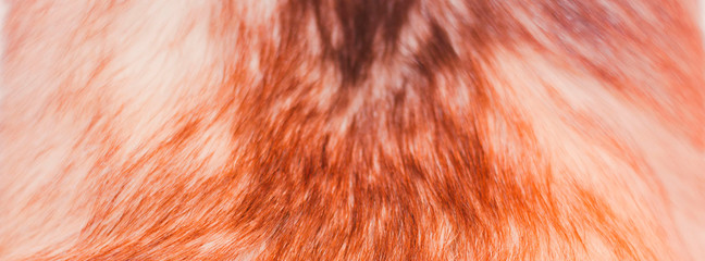 texture of fur - fox - high resolution
