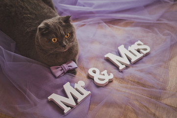 British yellow-eyed cat plays with wedding accessories 2221. © alenazamotaeva