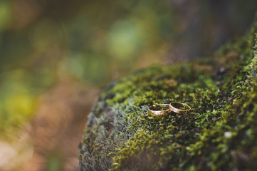Wedding rings on green moss on tree roots 2273.