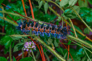Close up of an orange and blue caterpillar
