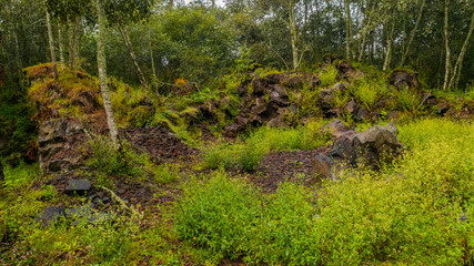 Fullshot of leafy bushes