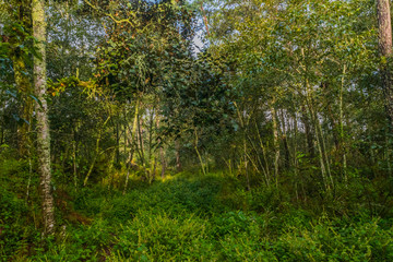 Fototapeta premium Fullshot of leafy trees