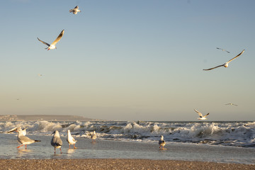 Many sea gulls by the sea on a sunny winter day.