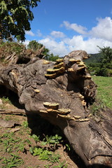 Mushrooms on a treetrunk