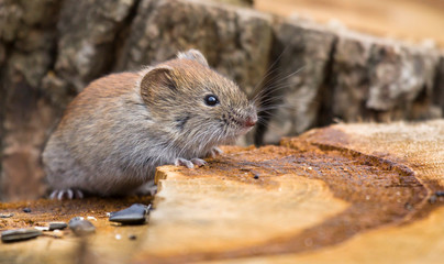 On a sunny day, the mouse sits on a stump.