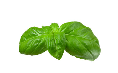.basil leaves on a white background