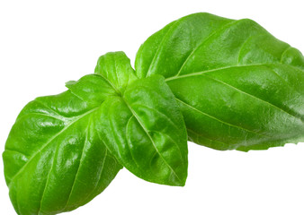 .basil leaves on a white background
