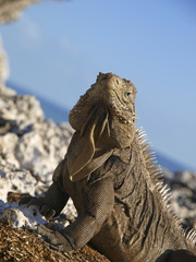 Cayo Iguana, Kuba, Cayo Largo del Sur