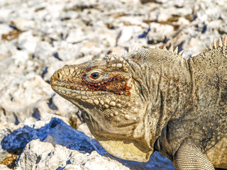 Cayo Iguana, Kuba, Cayo Largo del Sur