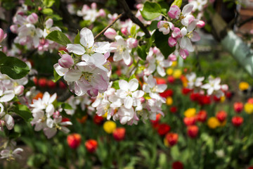 Flowering apple tree in spring, many white flowers blossom on the tree in the garden in clear weather. Spring concept, background of red and yellow tulips