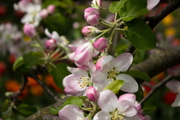 Flowering apple tree in spring, many white flowers blossom on the tree in the garden in clear weather. Spring concept, background